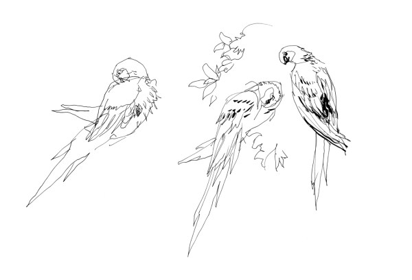 15Oct20_ArtNetBirds05