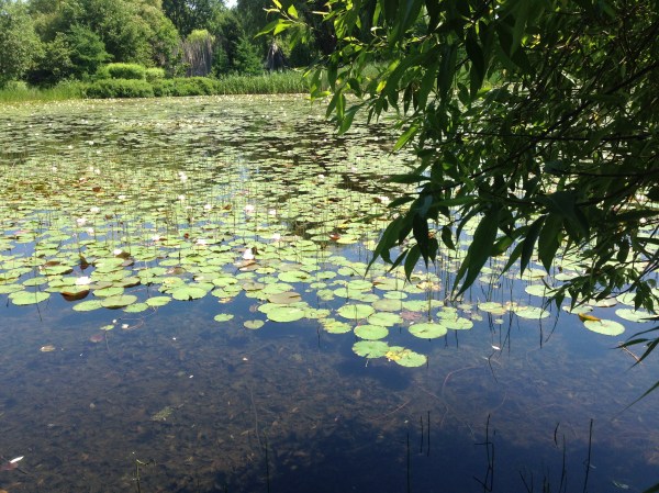 16Jun26_WaterLillies_Spot