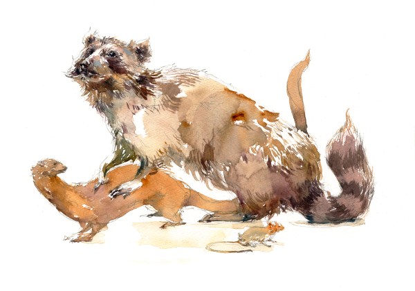 16dec15_marc-taro-holmes_-watercolor_taxidermy-raccoon