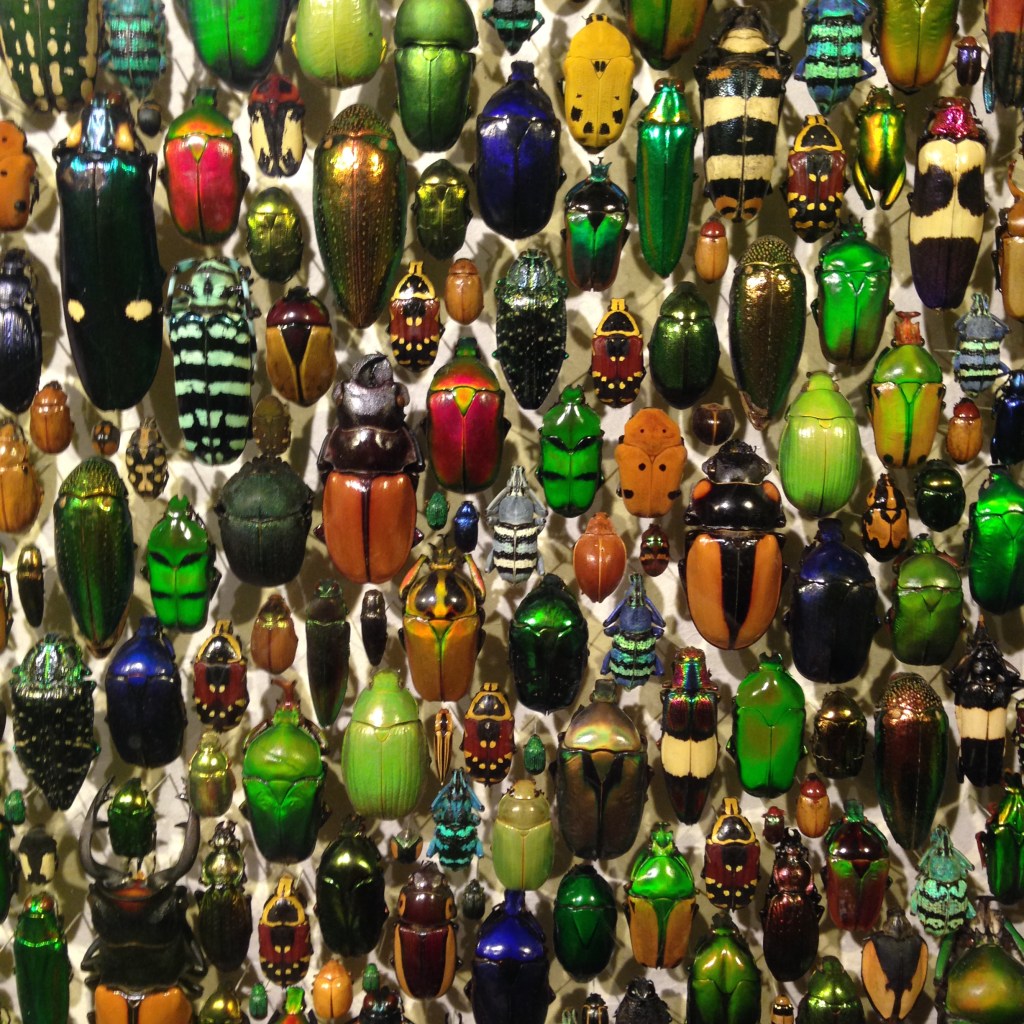 Montreal Insectarium | Citizen Sketcher